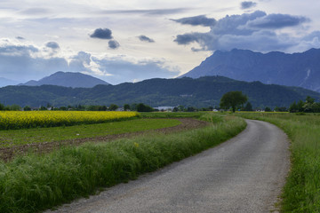 Fototapeta na wymiar Rural landscape with green and rapeseed fields, asphalt road and cloudy mountains on the background