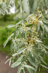 Branch of the budding olive tree