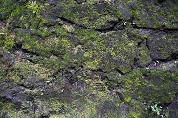 Obraz premium Moss-grown wall