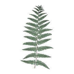 Illustration of botanical tree leaf 