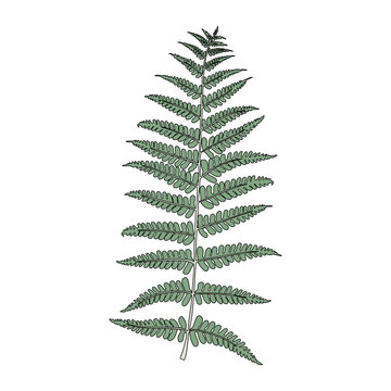 Illustration of botanical tree leaf 