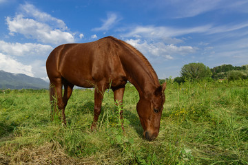 Grazing brown horse on a green grassy meadow in Slovenia