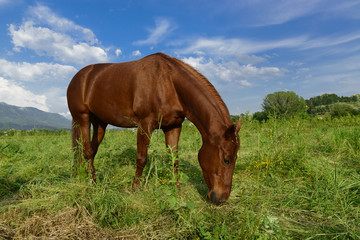 Fototapeta na wymiar Grazing brown horse on a green grassy meadow in Slovenia
