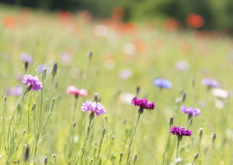 Poppy flower with blur background field of poppies horizon