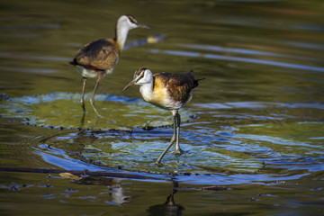 African jacana in Kruger National park, South Africa
