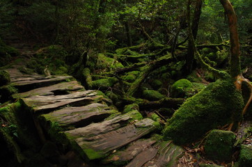 屋久島