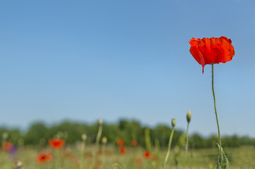 Poppy flower with blur background field of poppies horizon