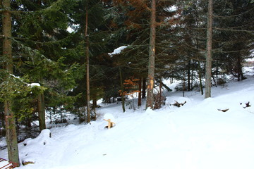 winter in the forest