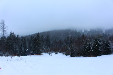 winter mountain landscape with snowy trees and snow