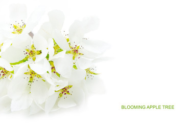 Blooming branches of apple on white background.