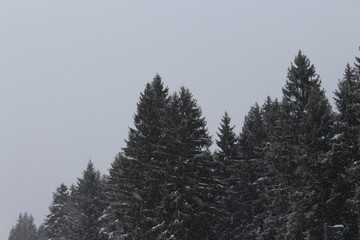trees in the snow