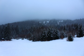 landscape with fog and trees in winter