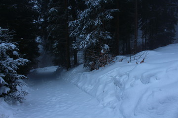 winter landscape with river and trees