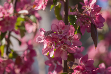 Obraz premium bright purple flowers on apple tree on a sunny day
