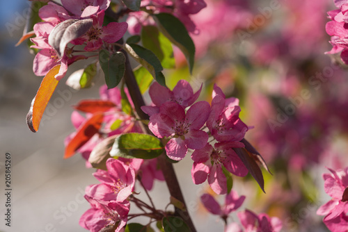 Bright Purple Flowers On Le Tree A Sunny Day Stock Photo And Bright Purple Flowers On Le Tree A Sunny Day