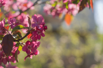 Naklejka na ściany i meble bright purple flowers on apple tree on a sunny day