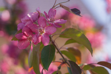 bright purple flowers on apple tree on a sunny day