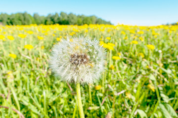 Bright flowers of a yellow dandelion in a field.