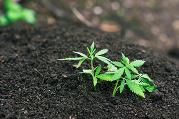 Marijuana grows young from soil from seeds for medicines. Small cannabis with green leaves...