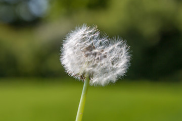 A close up of a dandelion seedhead with a green background