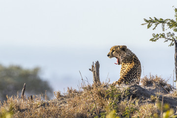 Cheetah in Kruger National park, South Africa