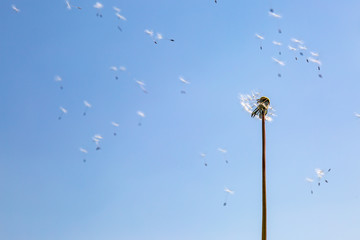 Dandelion seeds floating in the wind against a blue sky