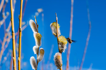 Blooming willow branch sálix close - up against the sky, spring landscape

