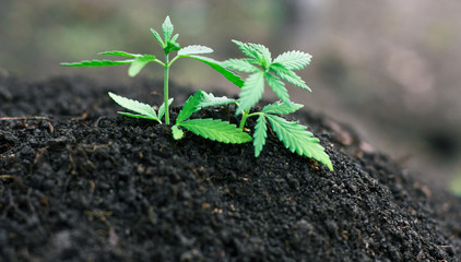 Concept breeding of marijuana, cannabis, legalization. Green leaves ganja close up