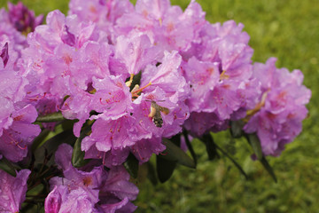 Macroglossum stellatarum