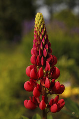 A single lupine in the garden