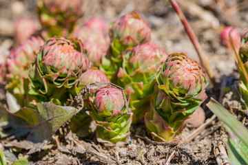 The first shoots, shoots medicinal plant Golden root, Rhodiola rosea Rhodiola rosea early spring on the background of the earth
