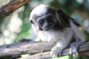 Naklejka premium Monkey - Tamarin