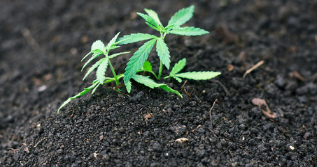 Concept breeding of marijuana, cannabis, legalization. Green leaves ganja close up