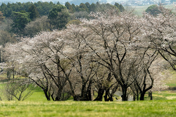 大田原の桜