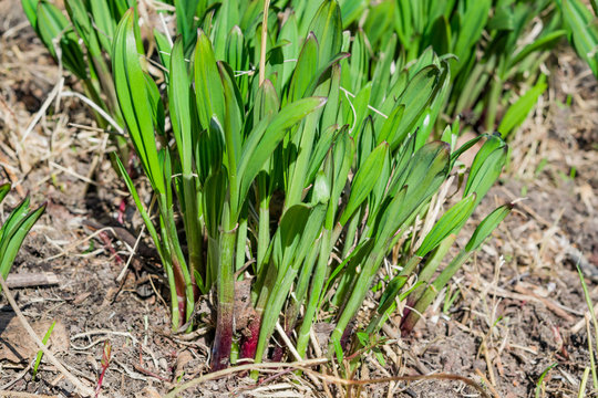 Young green edible wild garlic sprouts, onion Állium ursínum spring