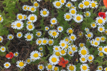 White daisies with red poppies on the green grass background