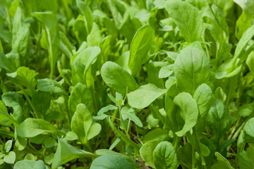 Sprouts of young green salad on the bed in the spring 
