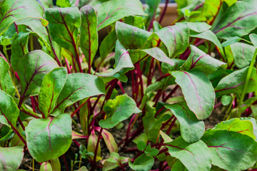 Young green shoots beet leaves spring close-up