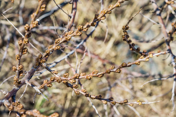 Branch of sea buckthorn with buds in early spring in the garden, landscape spring,
