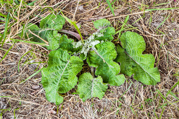 Young green shoots of the leaves of burdock medicinal spring with a closeup