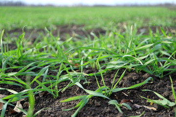 Image of young wheat sprouts.