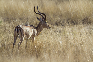 Naklejka na ściany i meble Common Impala in Kruger National park, South Africa