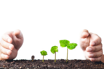 Growing Sapling coffee trees Hand Protect White background