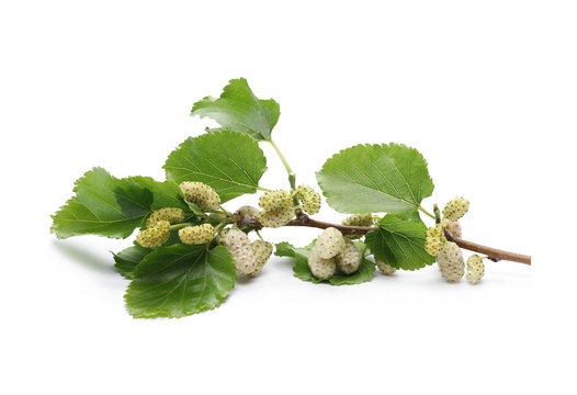 White mulberry fruit on twig with leaves and isolated on white background
