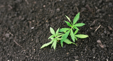 Cannabis plant grows from ground, medical hemp, marijuana with green little leaves. Concept young fresh cut ganja in legal indoor recreational farm