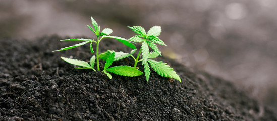 Green sprout of first spring early hemp sprouted from ground with small leaves of marijuana...