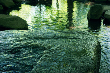 Fototapeta na wymiar 日本庭園の川