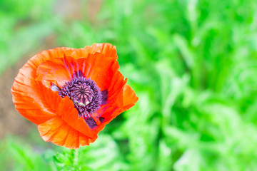 red poppy flower