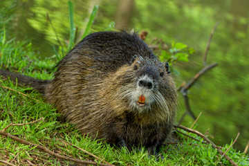 Nutria
