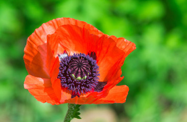 red poppy flower